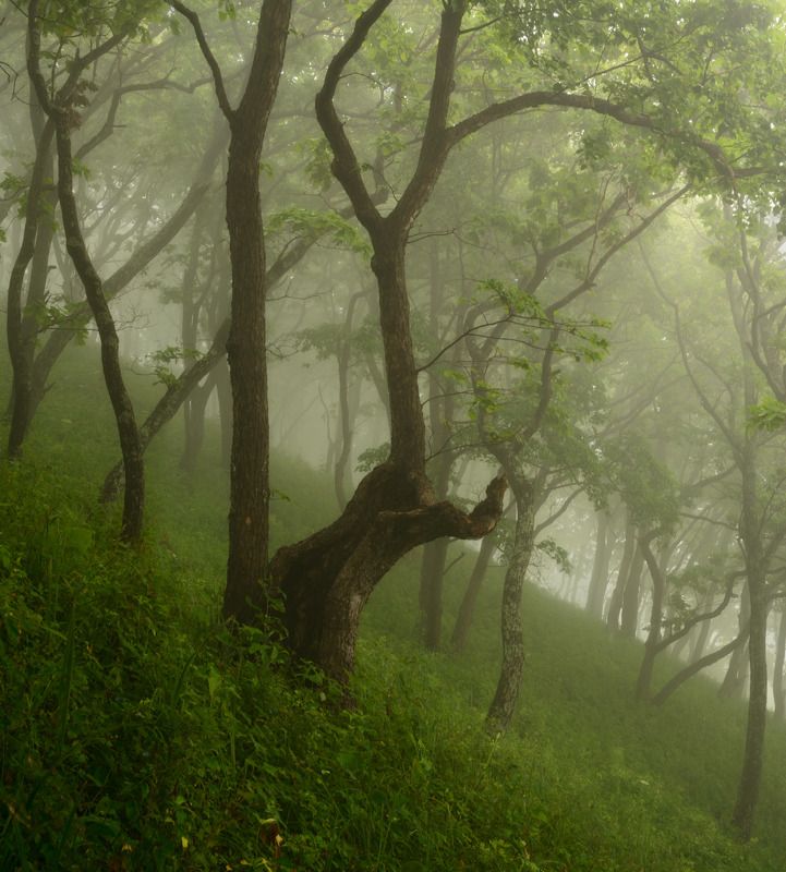 Духи леса.photo preview