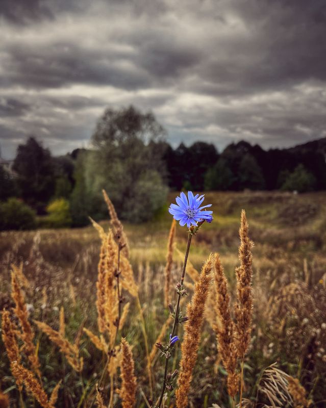 Осеньphoto preview