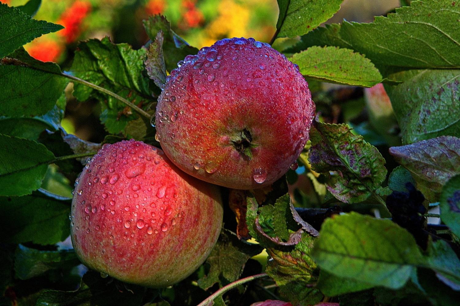 , Николаев Владимир
