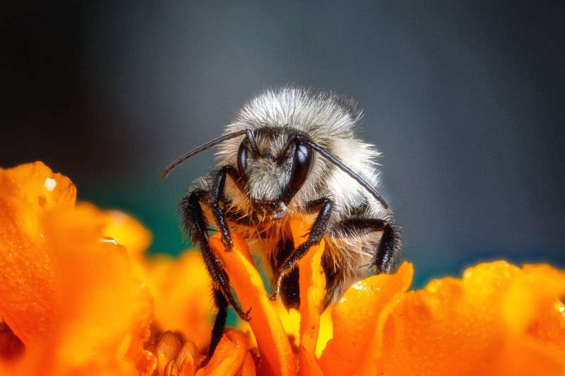 Сидела жужа на цветочке... фото превью