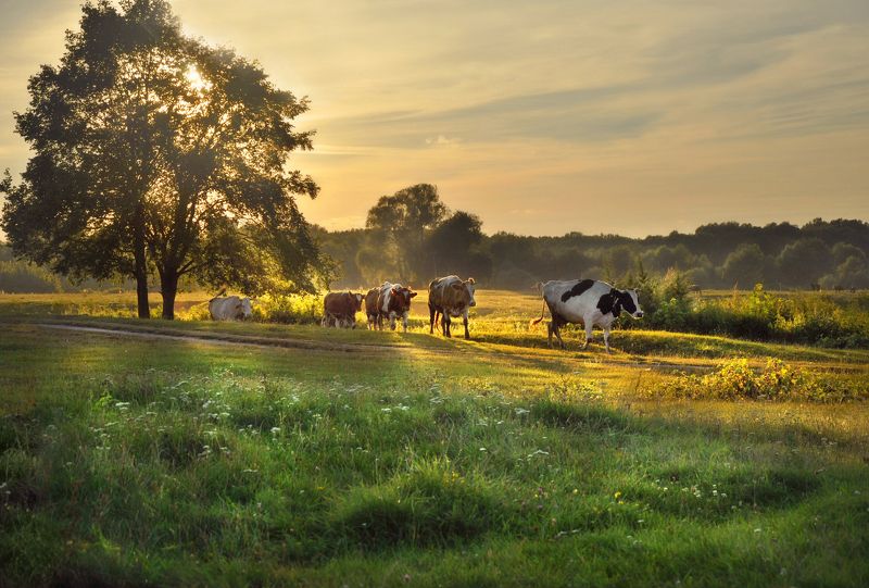 На согретых вечерним солнцем лугахphoto preview