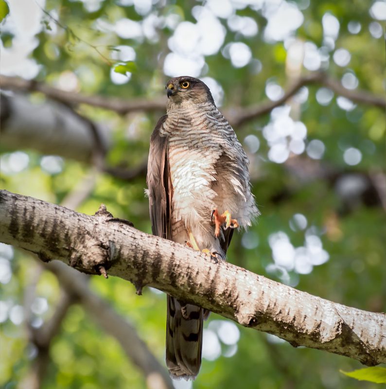 птица, хищник, ястреб, лес, ястребы.photo preview