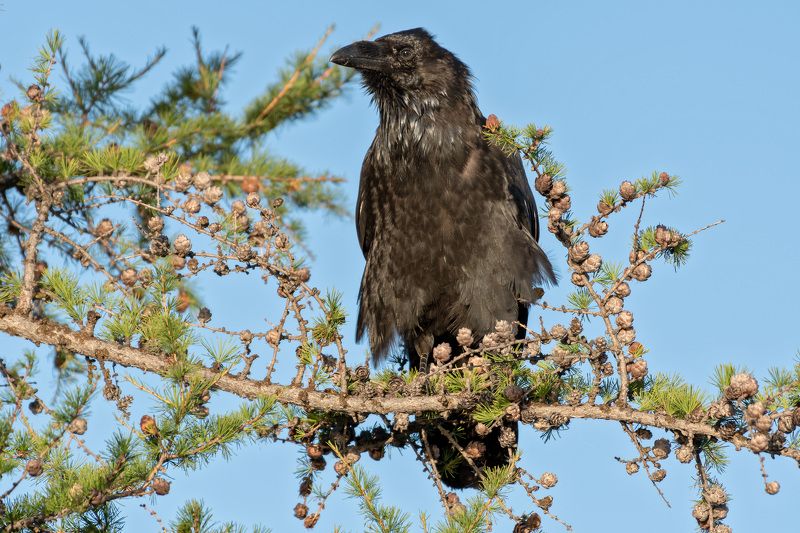 ворон,птицы,ямало-ненецкий ао. воронphoto preview