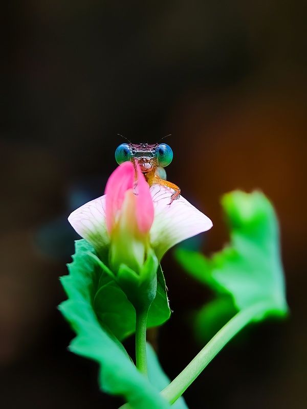 macro Macrophoto preview