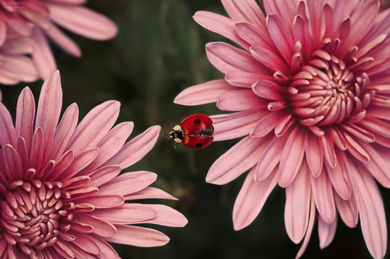 макро, природа, растения, цветы, насекомые, хризантема, божья коровка, macro, nature, plants, flowers, insects, chrysanthemum, ladybug, Цветочный мостphoto preview