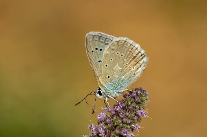 Polyommatus daphnis,butterfly,macro,makro,Meleager\'s Blue Polyommatus daphnisphoto preview