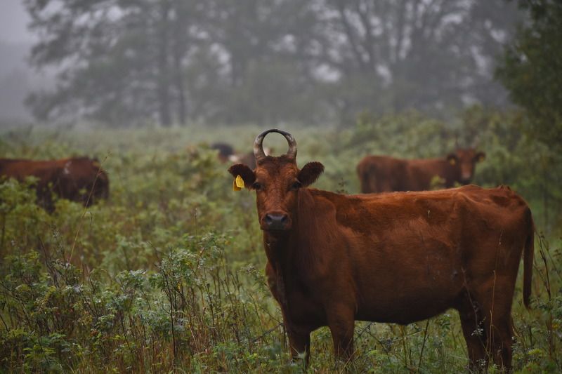 Утро в лесуphoto preview