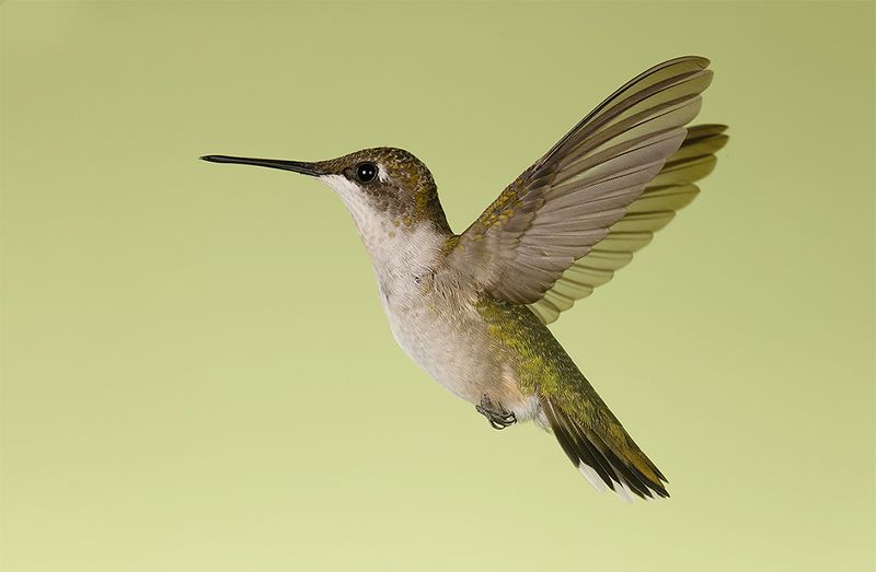 колибри,ruby-throated hummingbird, hummingbird Ruby-throated Hummingbird female. Magic in the Airphoto preview