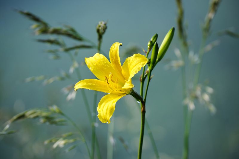 торгашинский хребет, красноярск Летоphoto preview