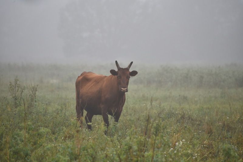 Туманное одиночествоphoto preview