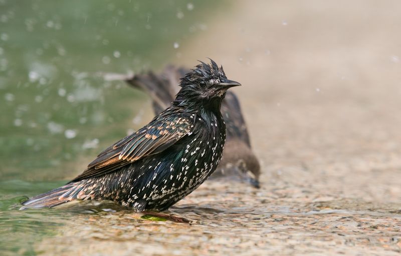 птицы, в, городе Птицы в Городеphoto preview