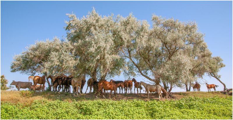 у села  камышово В  ТЕНИ  СЕРЕБРИСТОГО  ЛОХАphoto preview