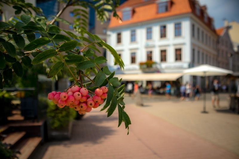 города,архитектура,европа,путешествия,дома,рига,латвия,цветы, рябина, На фоне Старой Ригиphoto preview