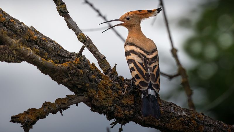 удод Просто удод.photo preview