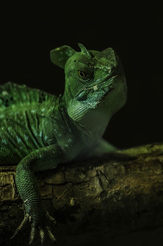 green basilisk,photo preview