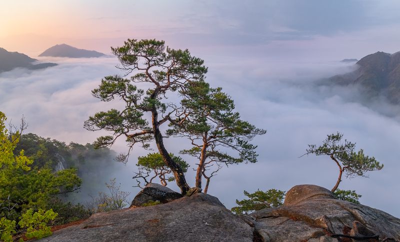 The Tree That Thinksphoto preview