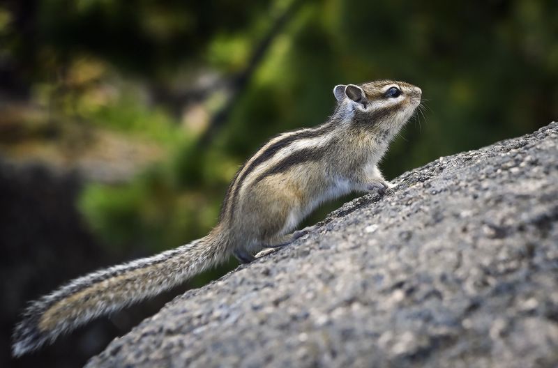 местные жители...photo preview