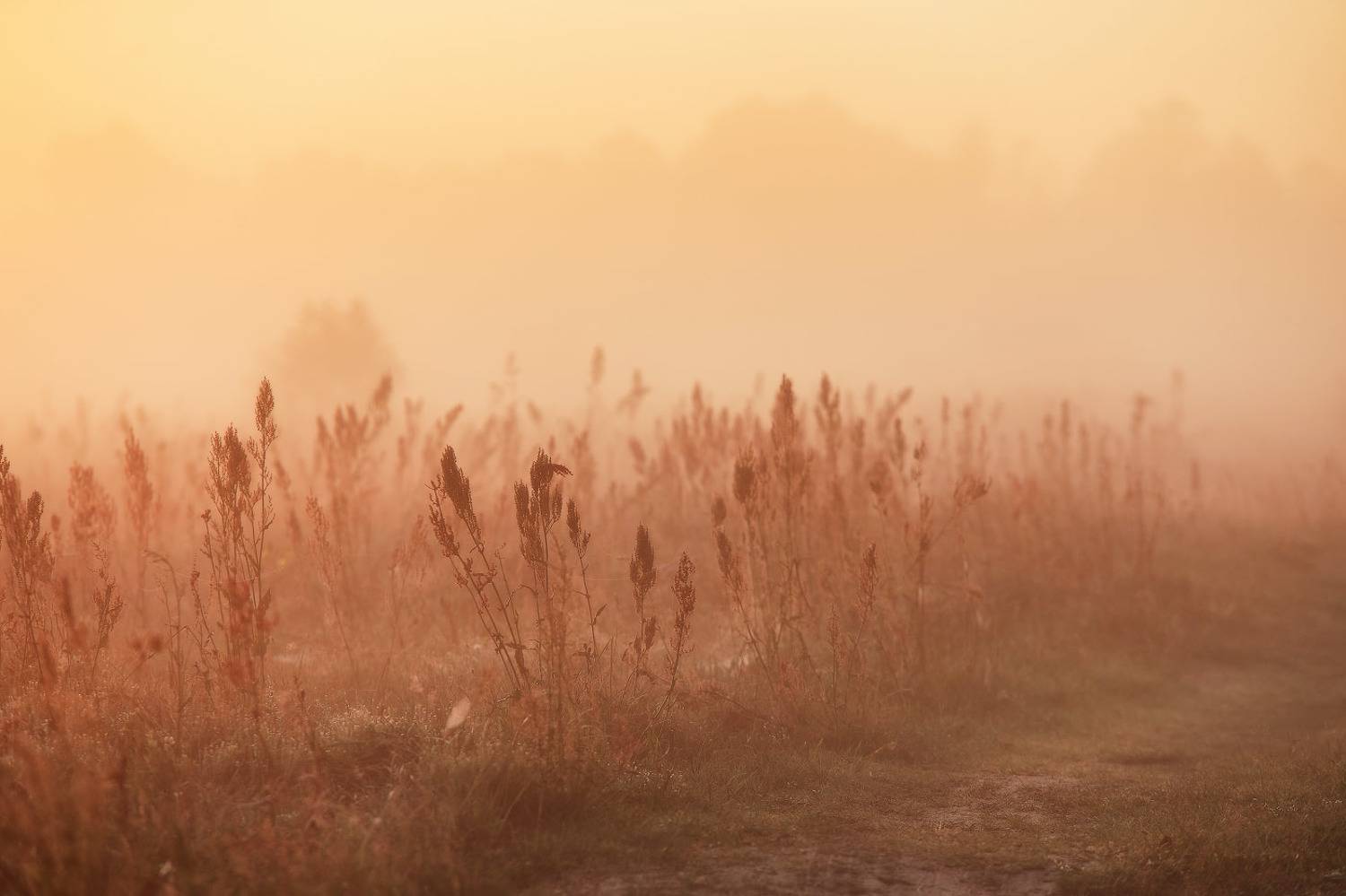 беларусь, дорога, июль, лето, луга, неман, поля, рассвет, река, туман, утро, Вейзе Максим