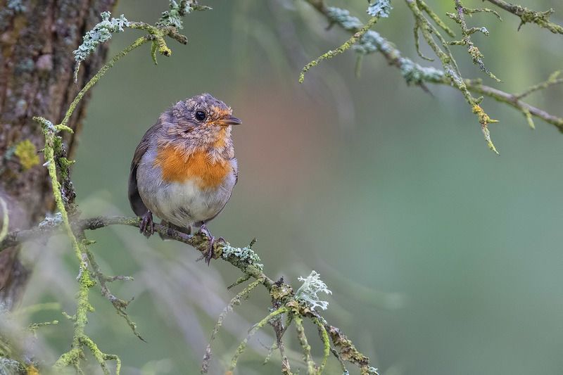 птицы, подмосковье ***photo preview