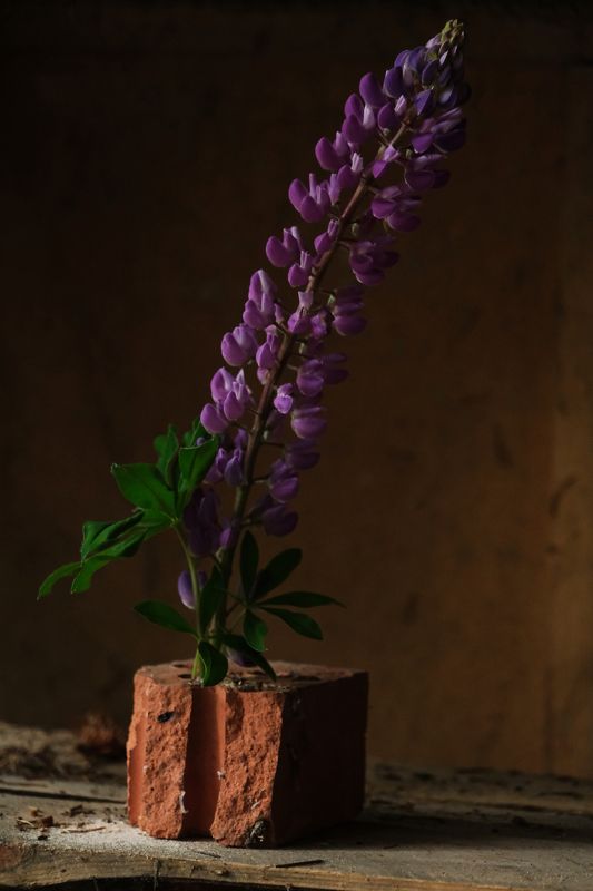 Фиолетовыйphoto preview