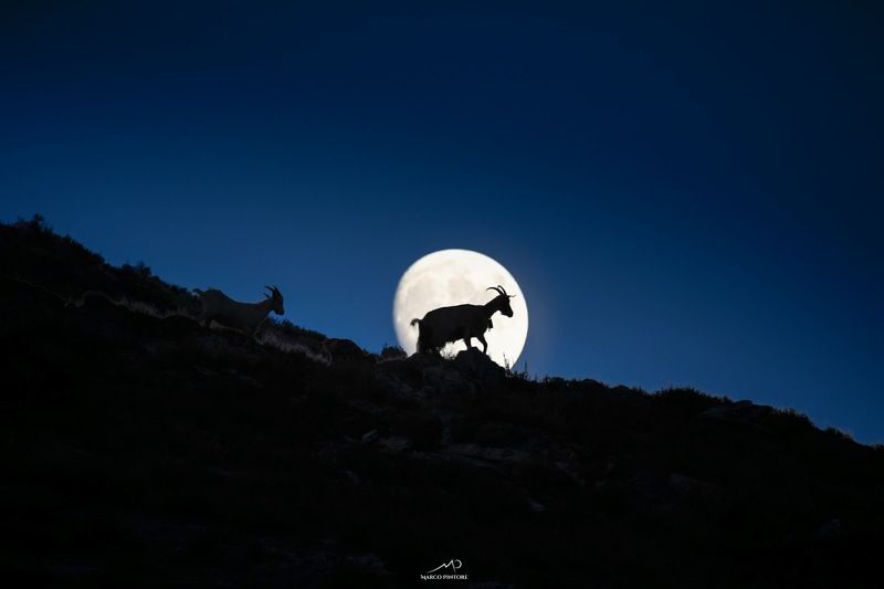 night animal goat moon wildlife nature Goat on the moonphoto preview