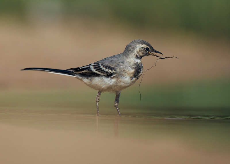 трясогузка белая птица у воды Трясогузка белаяphoto preview