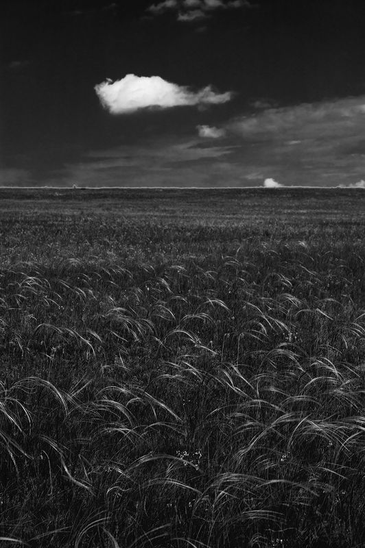 Степная ковыльphoto preview