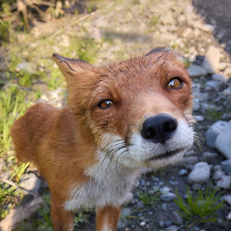 лис Хитрый лисphoto preview