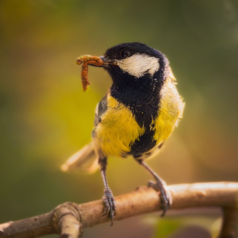 great tit, tit, bird, animal, summer, bug Great Titphoto preview