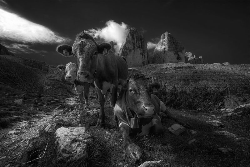 Tre Cime Lavaredophoto preview