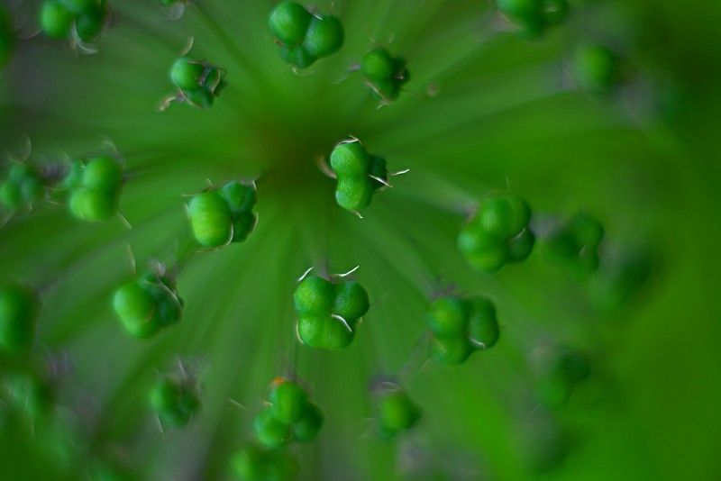 лук, зелень, растение, макро, зеленый Зеленый салютphoto preview