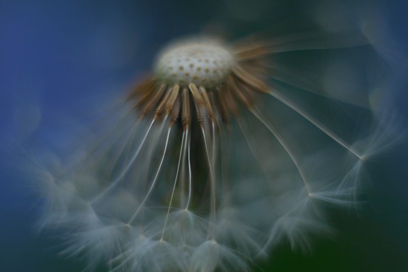 одуванчик, макро, цветок, весна, май photo preview