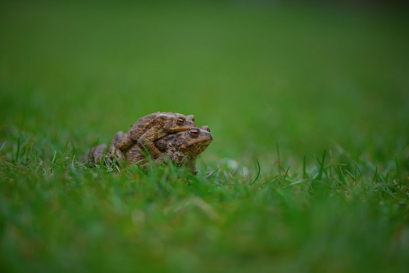 лягушки, помощь photo preview