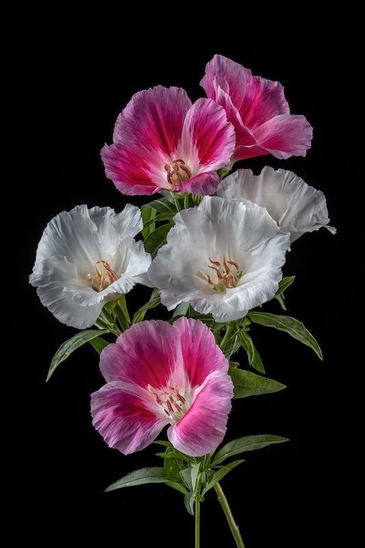 цветы, цветение, цветок, флора, растения Годецияphoto preview