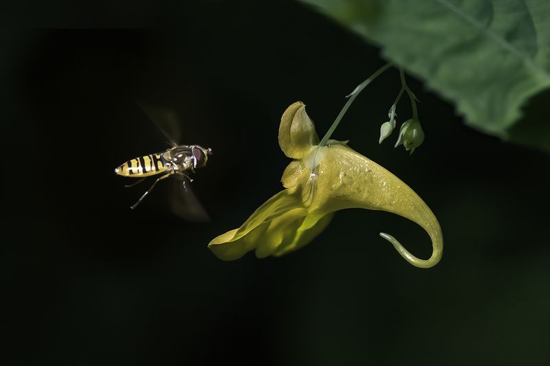 лес, цветок, полёт За нектаромphoto preview