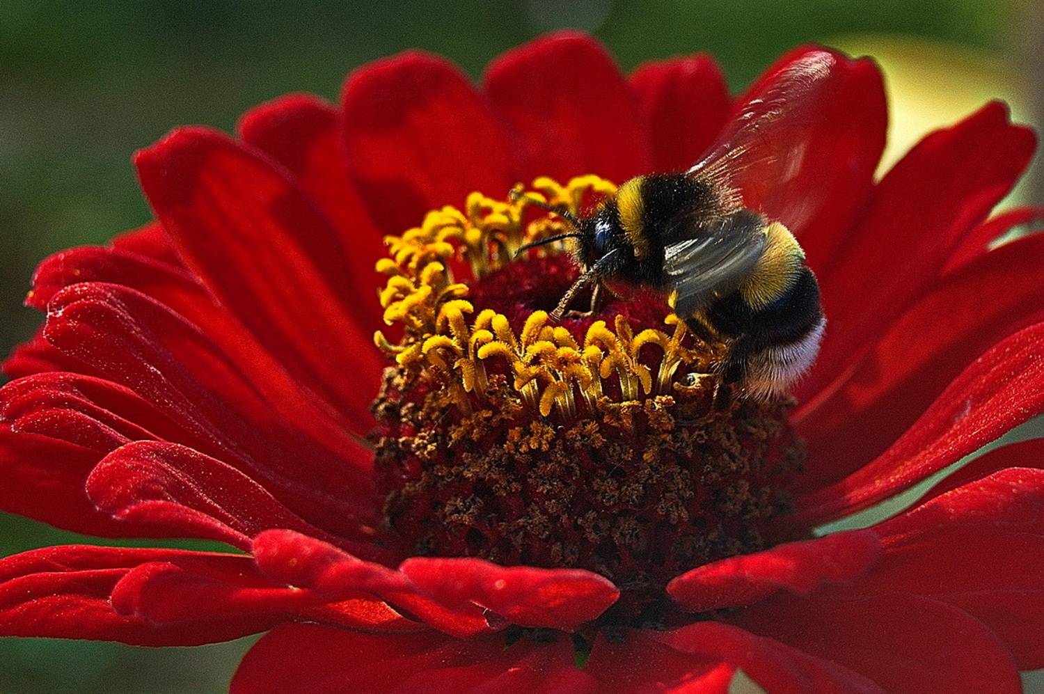 , Николаев Владимир
