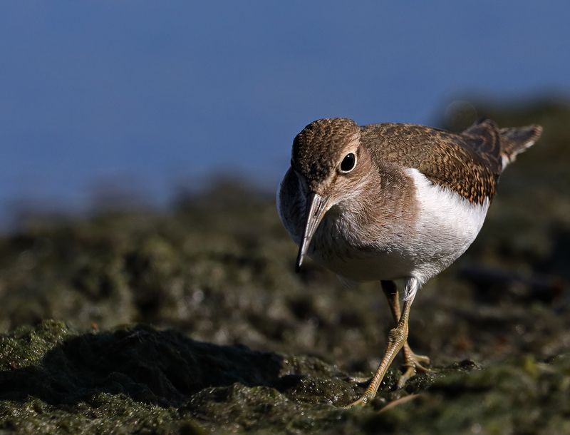 С точки зрения улитки…photo preview