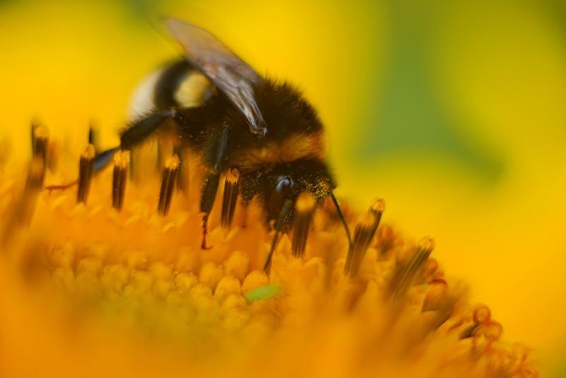 шмель, насекомое, макро, подсолнух, желтый photo preview