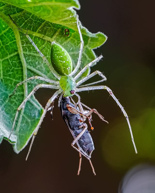 Green lynx spider catching it\'s prey photo preview
