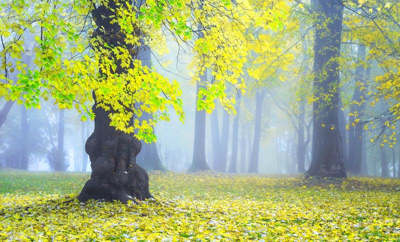 autumn, lorien, light, gold, travelling, beautiful, forest, tree, haze, nature, magic, mystic, harmony, middle-earth, belarus, petermilto, photography, природабеларуси, осень, лориен, гармония, пейзаж, туман Возвращение в Лориэн. Return to Lorien.photo preview