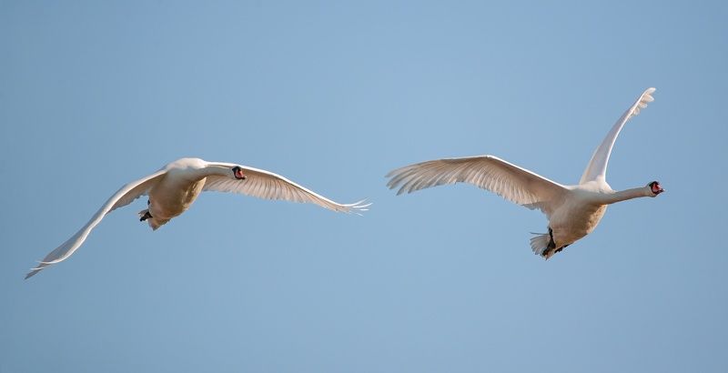 у села  камышово ПТИЦЫ  БЕЛЫЕ  МОИphoto preview