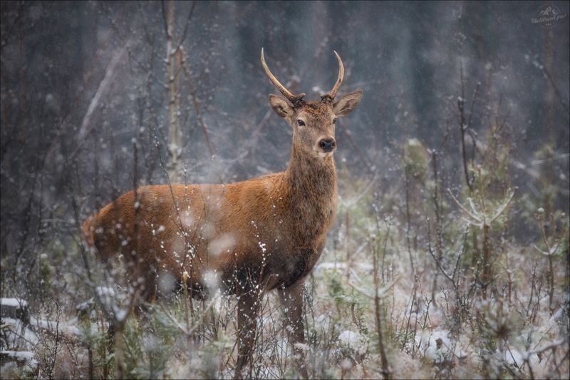 олень, спичак, красный бор, беларусь, фототур в красный бор, благородный олень, Winter Is Coming..photo preview
