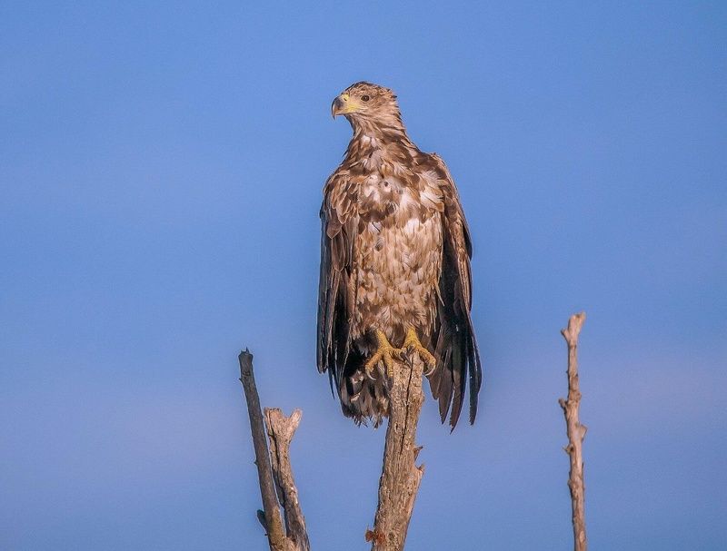 у села  камышово МОЛОДОЙ  ОРЛАН-БЕЛОХВОСТphoto preview