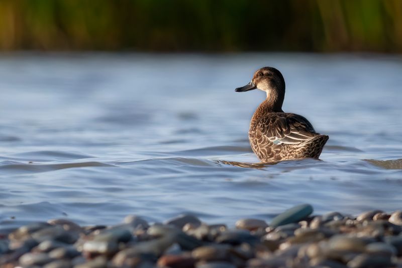 Чирок-Трескунокphoto preview