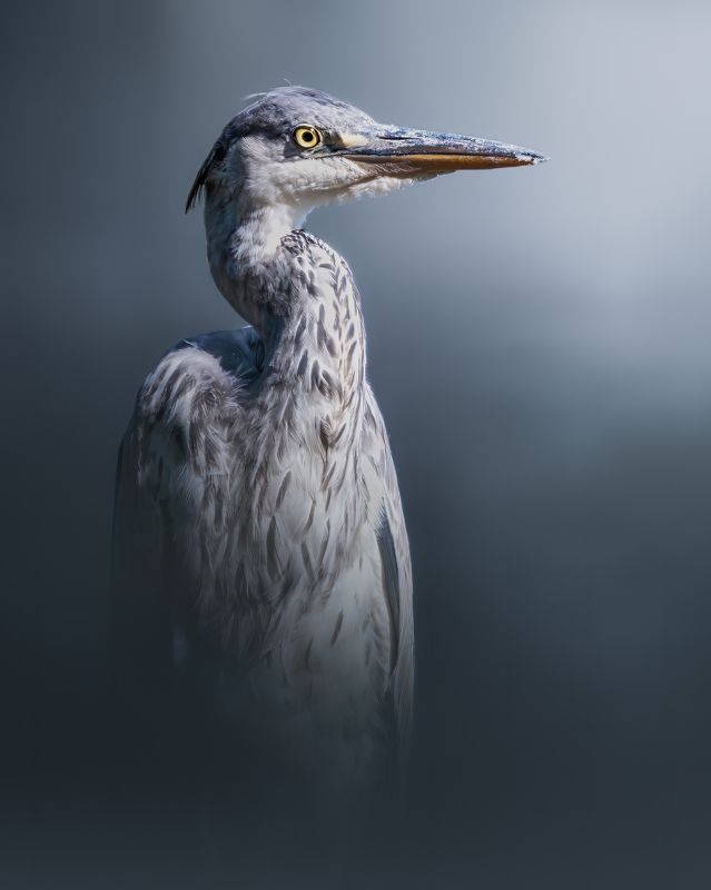 Серая цапля, Ardea cinereaphoto preview