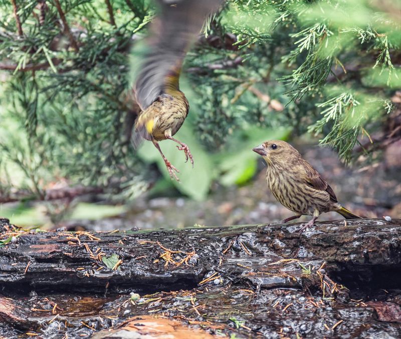 птицы, зеленушка, слёток, вода, ручей, зеленушки у ручья.photo preview