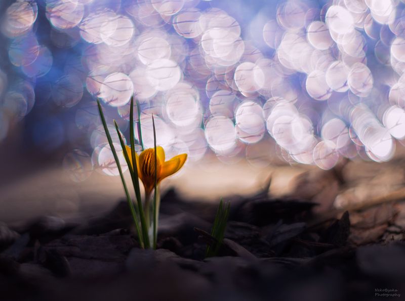 макро, природа, растения, цветы, крокус, боке, macro, nature, plants, flowers, crocus, bokeh, Воспоминания о веснеphoto preview