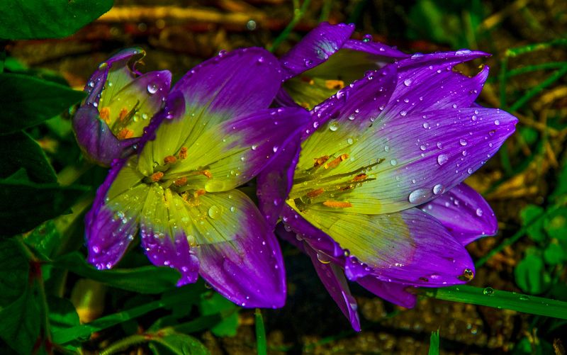 Крокусыphoto preview