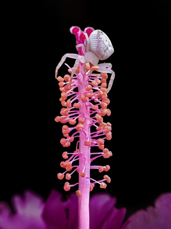 Crab Spider on flowerphoto preview