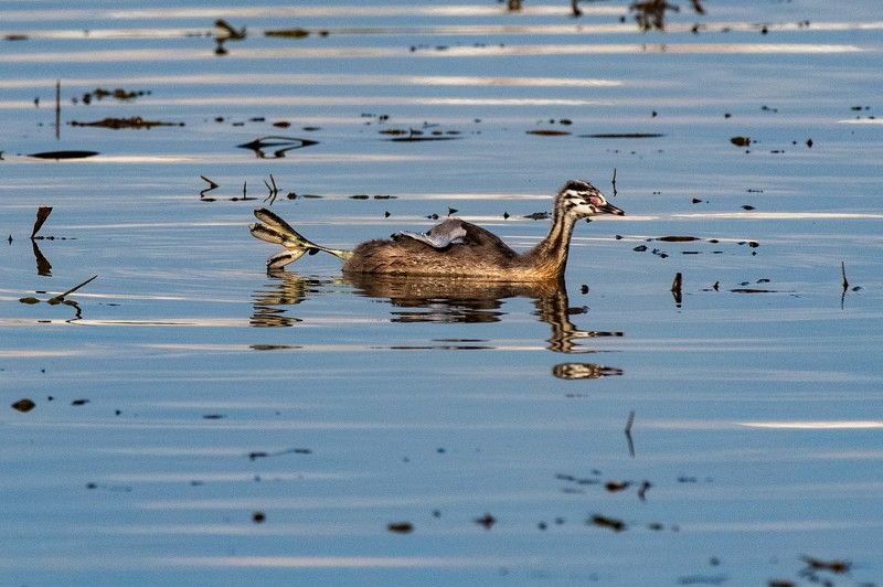 сентябрь,осень,чомга,россия,москва Потягушкиphoto preview